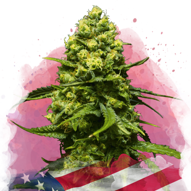 Trainwreck Feminized - Nirvana Shop 