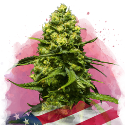 Trainwreck Feminized - Nirvana Shop 