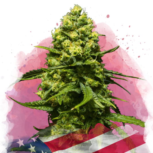 Trainwreck Feminized - Nirvana Shop 