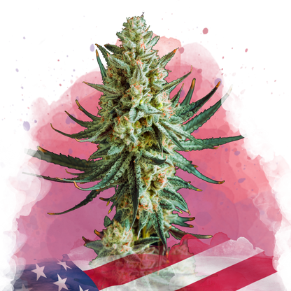 Wedding Cake feminized - Nirvana Shop 