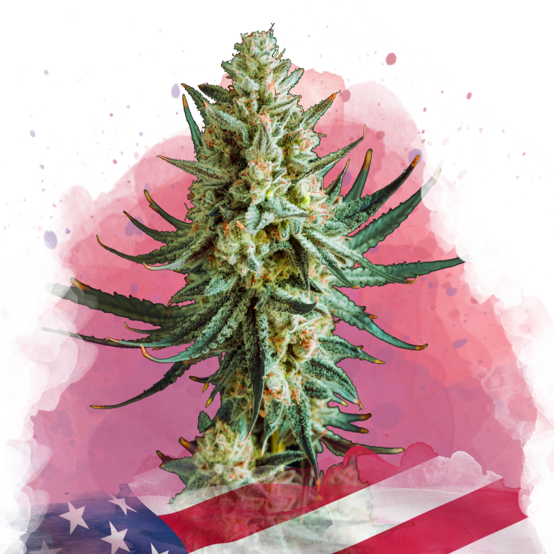 Wedding Cake feminized (100 seeds) - Nirvana Shop 