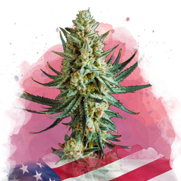 Wedding Cake feminized (100 seeds) - Nirvana Shop 