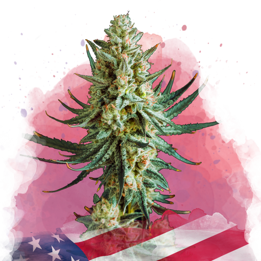 Wedding Cake feminized (100 seeds) - Nirvana Shop 