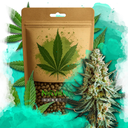 Wedding Cake Feminized 100 Seeds