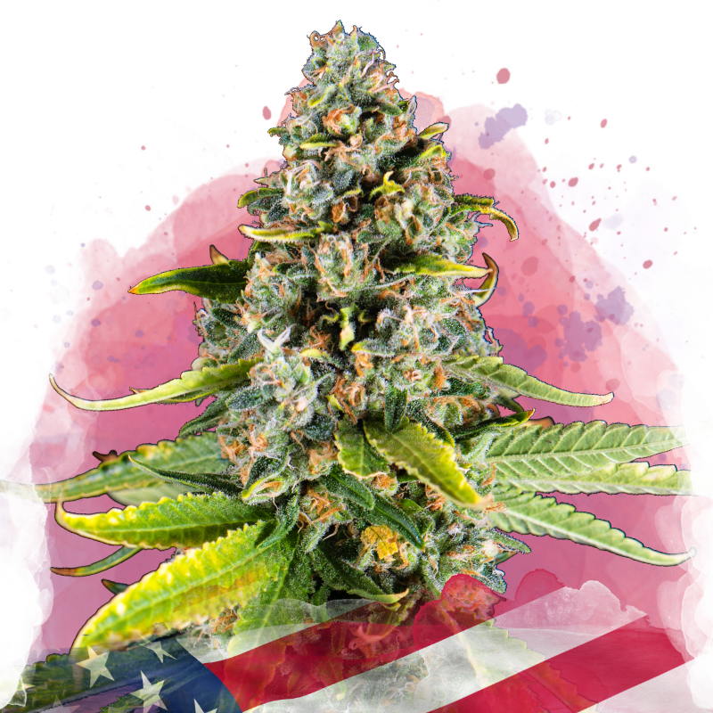 White Fire OG Feminized (100 seeds) - Nirvana Shop 