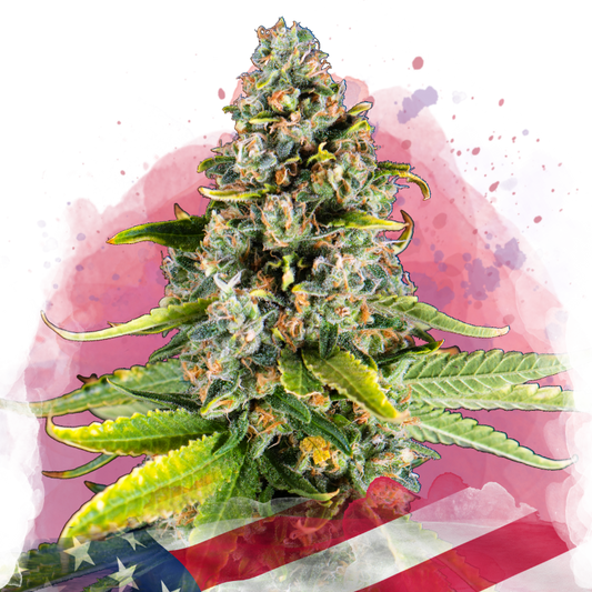 White Fire OG Feminized (100 seeds) - Nirvana Shop 