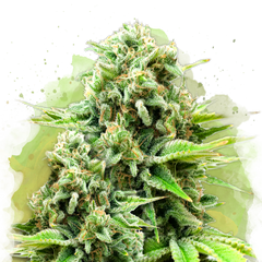 White Widow Autoflower