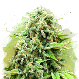 White Widow Autoflower Resale - Nirvana Shop 