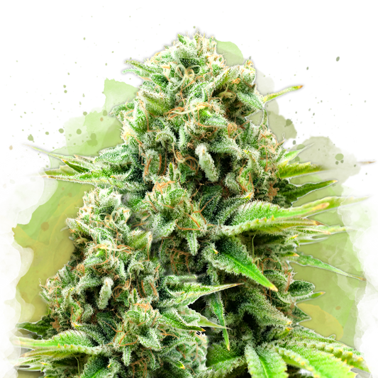 White Widow Autoflower Resale - Nirvana Shop 