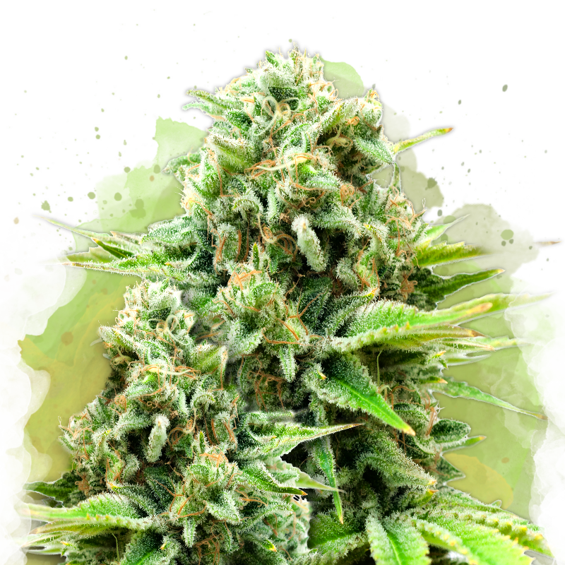 White Widow Autoflower (100 seeds) - Nirvana Shop 