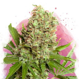 White Widow Feminized - Nirvana Shop 