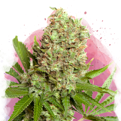 White Widow Feminized - Nirvana Shop 