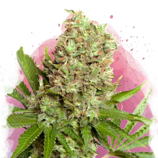 White Widow Feminized - Nirvana Shop 