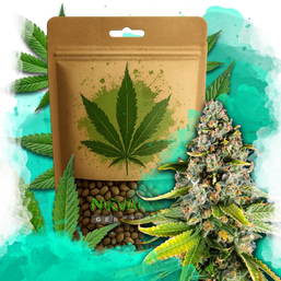 White Fire OG Feminized 100 Seeds