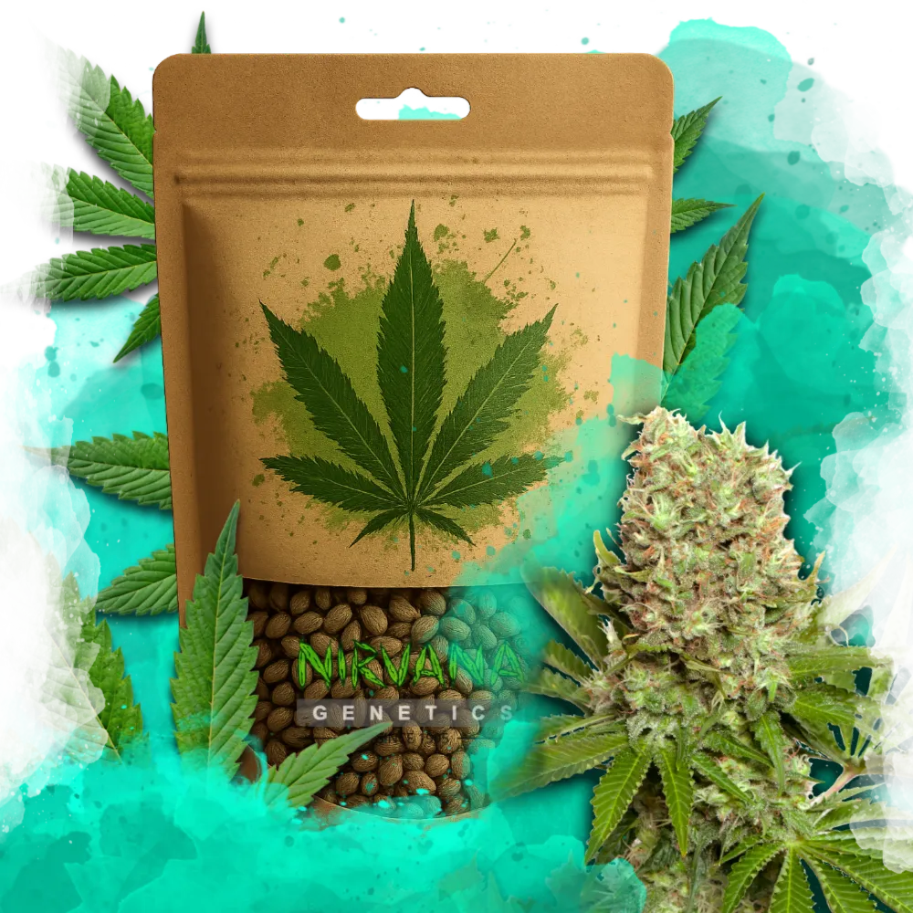 White Widow Feminized 100 Seeds