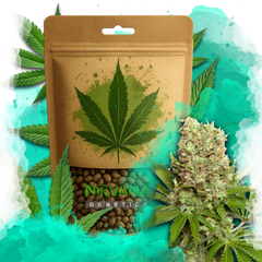 White Widow Feminized 100 Seeds