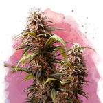 Wonder Woman Feminized - Nirvana Shop 