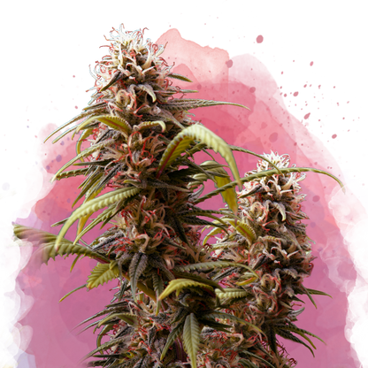 Wonder Woman Feminized - Nirvana Shop 