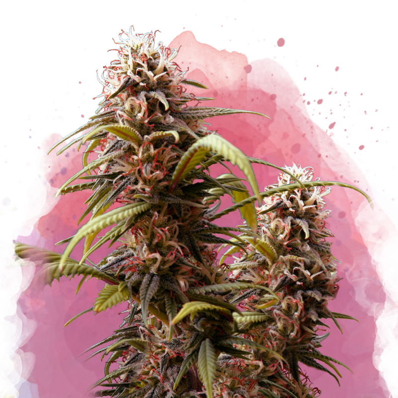 Wonder Woman Feminized (100 seeds) - Nirvana Shop 