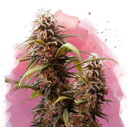 Wonder Woman Feminized (100 seeds) - Nirvana Shop 