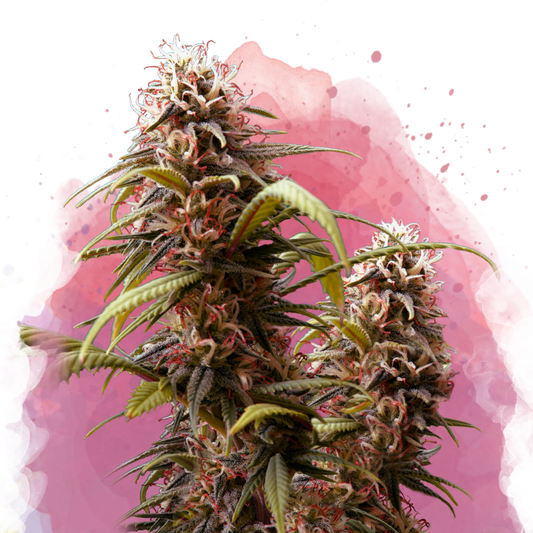 Wonder Woman Feminized (100 seeds) - Nirvana Shop 