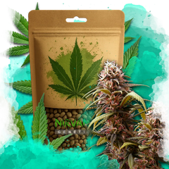 Wonder Woman Feminized 100 Seeds