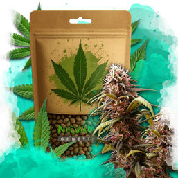 Wonder Woman Feminized 100 Seeds