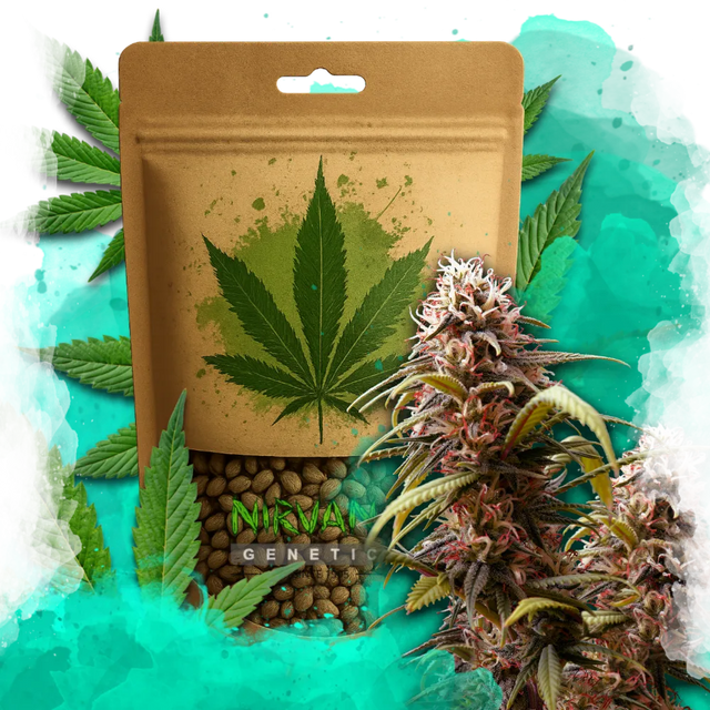 Wonder Woman Feminized 100 Seeds