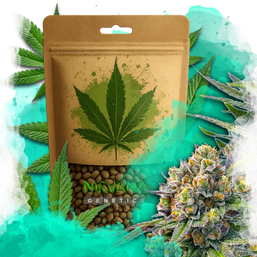 Zkittlez Autoflower 100 Seeds