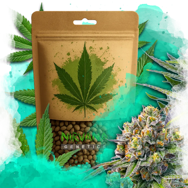 Zkittlez Autoflower 100 Seeds