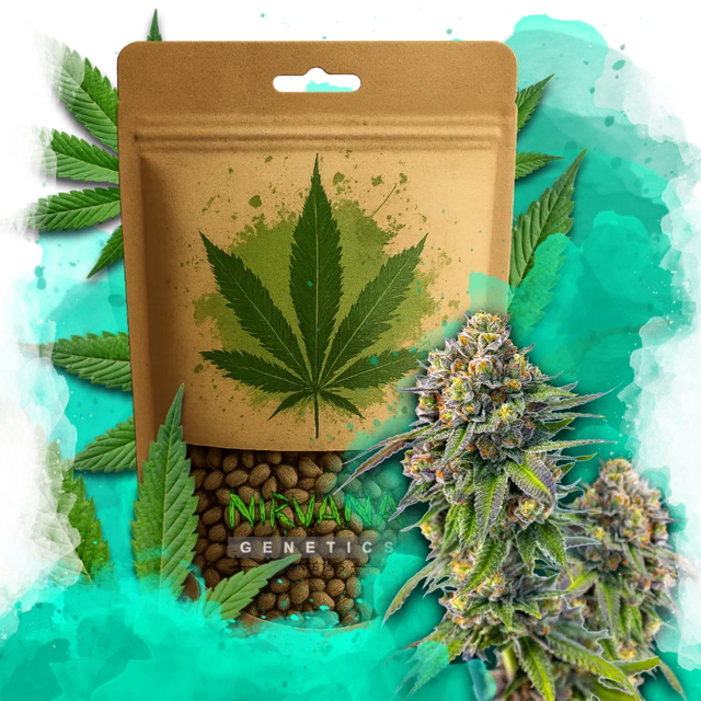 Zkittlez Feminized 100xSeeds