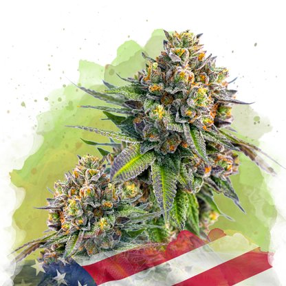 Zkittlez Autoflower - Nirvana Shop 