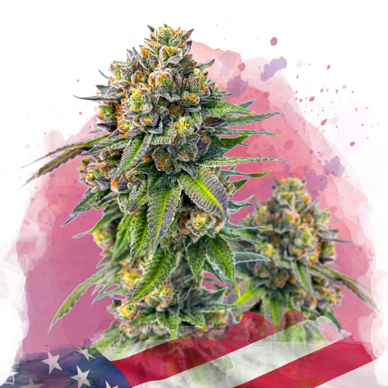 seeds from feminized plants Zkittlez Feminized seeds