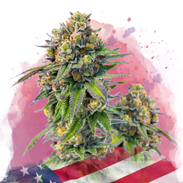 Zkittlez Feminized - Nirvana Shop 