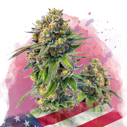 Zkittlez Feminized - Nirvana Shop 