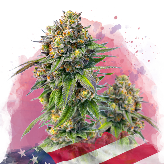 Zkittlez Feminized - Nirvana Shop 