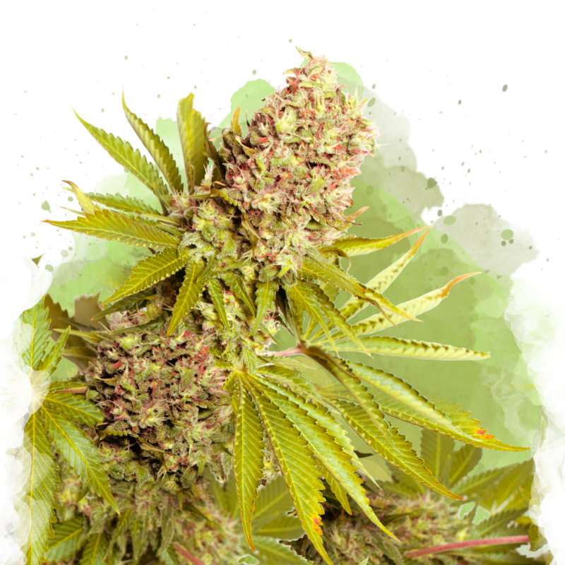 marijuana auto flower seeds AK-48 Autoflower seeds