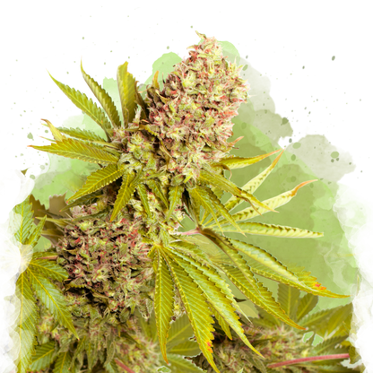 Ak-48 Autoflower - Nirvana Shop 