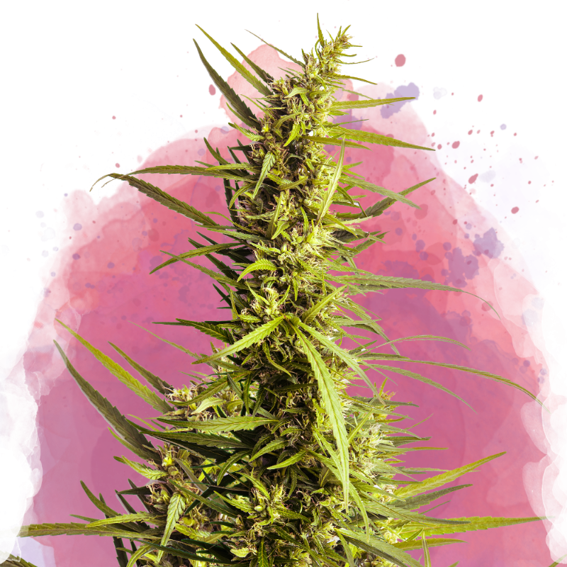 Ak-48 Feminized (100 seeds) - Nirvana Shop 