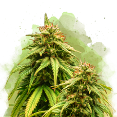 Amnesia Haze Autoflower