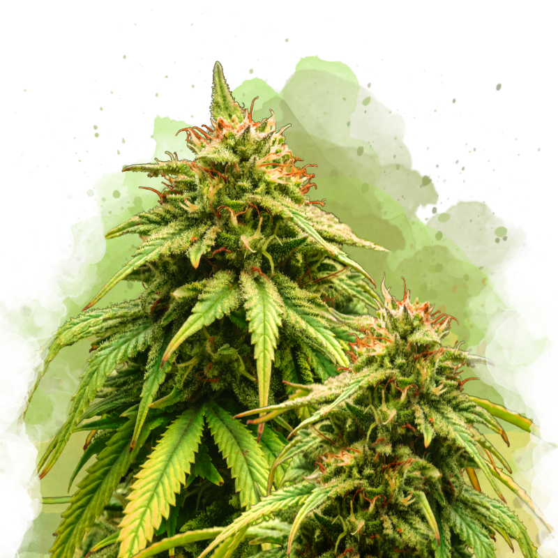 Amnesia Haze Autoflower Resale - Nirvana Shop 