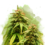 Amnesia Haze Autoflower Resale - Nirvana Shop 