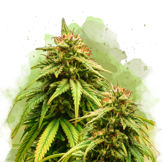 Amnesia Haze Autoflower Resale - Nirvana Shop 