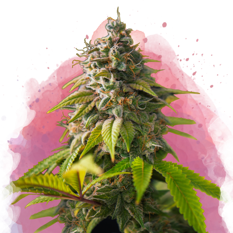 Amnesia Haze Feminized - Nirvana Shop 