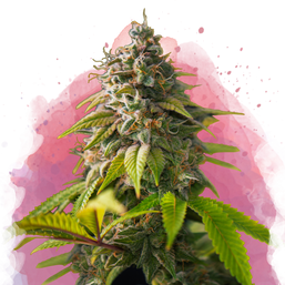 Amnesia Haze Feminized - Nirvana Shop 