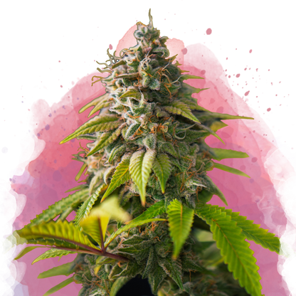 Amnesia Haze Feminized - Nirvana Shop 