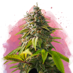 Amnesia Haze Feminized (100 seeds) - Nirvana Shop 