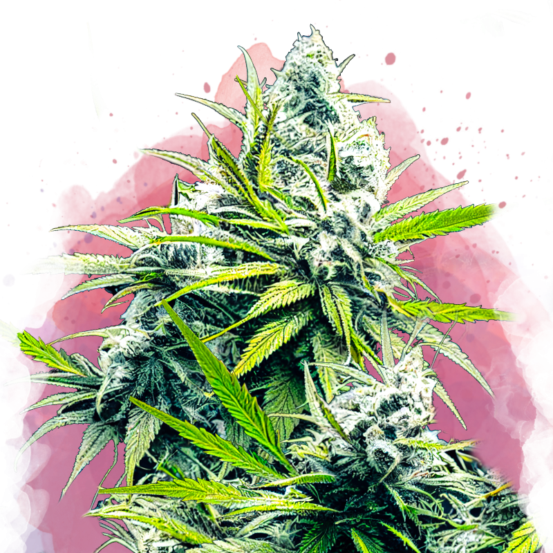 B-52 Feminized - Nirvana Shop 