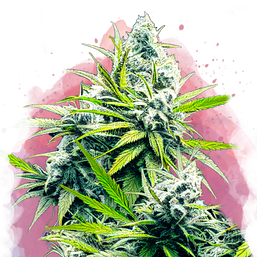 B-52 Feminized - Nirvana Shop 