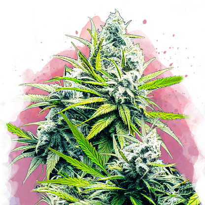 B-52 Feminized - Nirvana Shop 